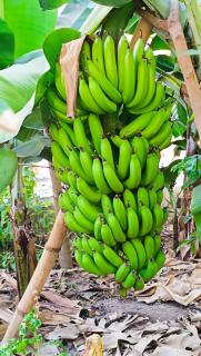 Oasis Paul Residencial - 3