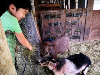 Picturesque, Mountain Suite nestled in Pastoral Setting in Wells, Vermont - 7