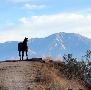 Unique Desert Experience for a Romantic Getaway Ideal for Exotic Animal Lovers in Morongo Valley, California. - 5