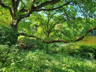 4 star holiday home in Vedbæk - 5