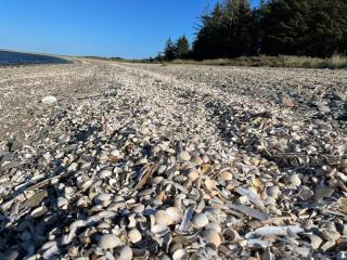 Secluded Haven on Fur - By Traum Ferienwohnungen - 7