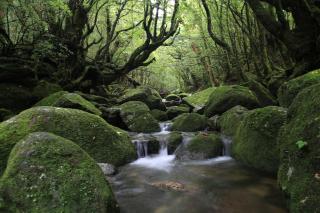 2R Yakushima - 3