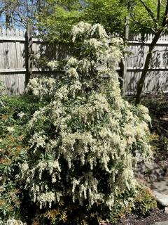 Romantic Botanical Bell Tent for a Fantastic Glamping Experience in Southbury, Connecticut - 5