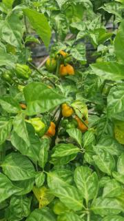 Rayana's Busura BnB - 1