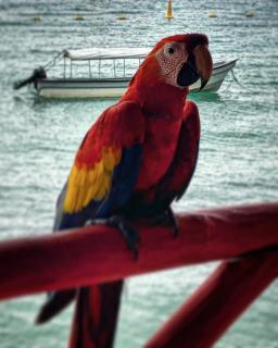 Machu Picchu - Barú - 5