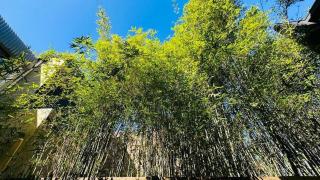 Melbourne CBD #OasisConcert - 6