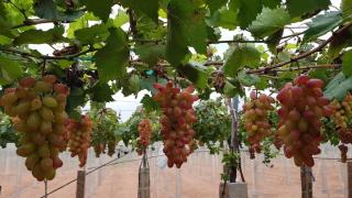 Homestay Nhà Của Gạo - 5