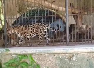 Cobertura Exclusiva no Centro de Belém - 5