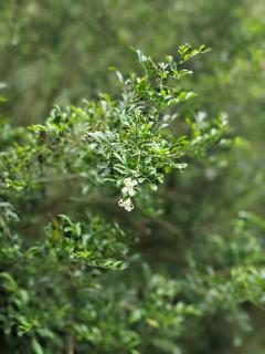 leemaz home stay - 4