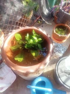 คอปเตอร์ Resort - 1