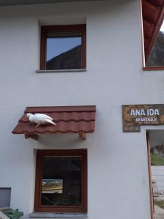 APARTMA ANA IDA - 8