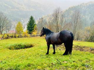 Cabana La Coco Horea - 1