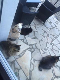 La villa des lauriers - 7