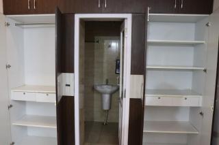 Green Carpet Tulip - 4