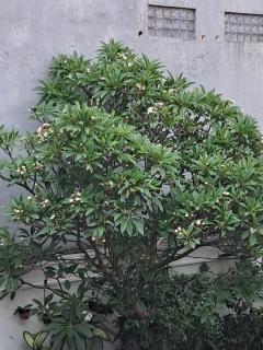 SURFARIS INN on poppies 2 apartment - 9