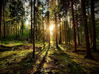 Ferienhaus Robin - 6