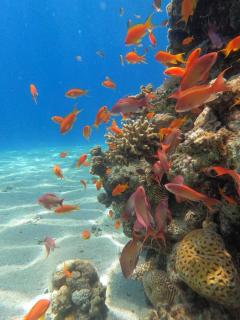 כפר הצוללים - 5