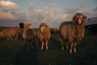 Self-catering Furnished Holiday Cottage to rent Coffee Bay - 2