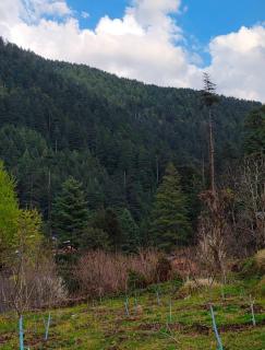 Cedarwood Cottage - 5