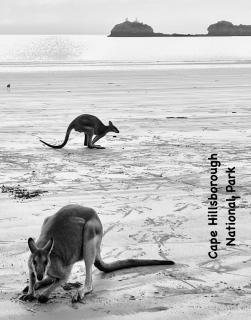 Seashells of Seaforth - 9