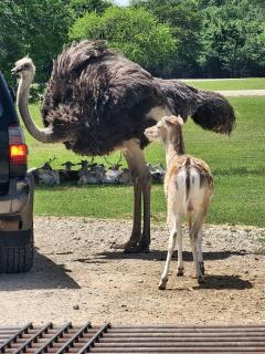 Texas Safari Camp Hummingbird Tree House - 3
