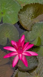 Vila Carmen Imperial - 1