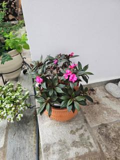 Sea view Goldins house - 8