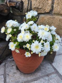 Sea view Goldins house - 9