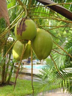 Diani Gardens Cottage - 3