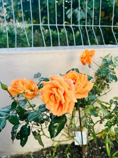 SARVI Apartments - Durazzo - 3