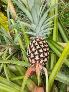 The Maze House Anjuna! - 2