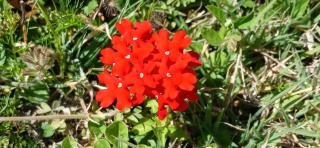 El Paraíso de las Chacras - 2