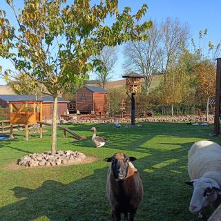 Du poil à la plume - 7