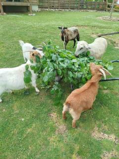 Du poil à la plume - 6