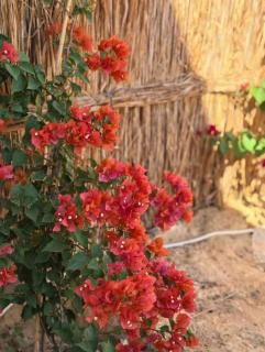 Gazrashek Siwa Hot spring& trips Haven - 4