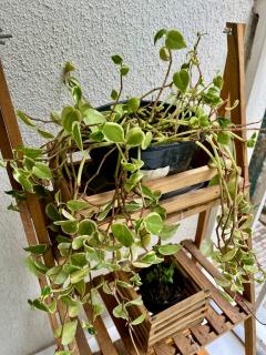 Apartamento Aconchegante Nogueira - Petrópolis - 3