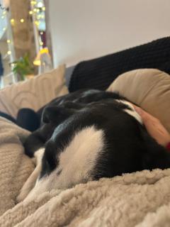 Le Cordonnier d'Autrefois - 15 minutes du Puy du Fou - 1