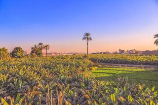 LUXOR DREAM - Panoramic Villa - 5