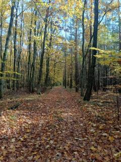 Domek w lesie,Nienawiszcz - 1