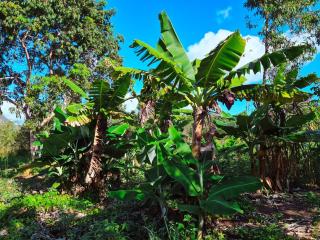 Ananda Matha - Casa dos Deus - 7
