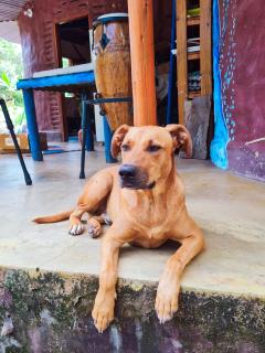 Ananda Matha - Casa dos Deus - 6