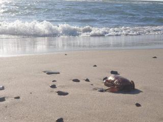 6 person holiday home in Ringkøbing-By Traum - 4