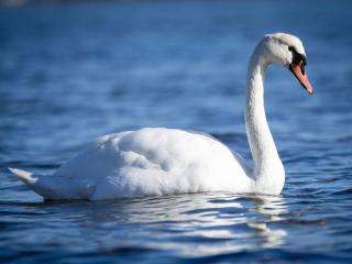 Modern Cottage with Spa - By Traum Ferienwohnungen - 4