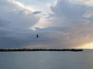 Secluded Dune Cottage-By Traum - 1