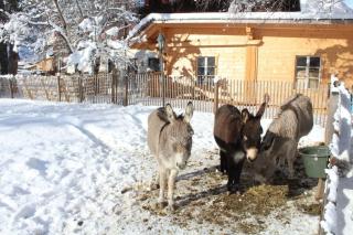Schlosswirt Chalet II - Großkirchheim - 7