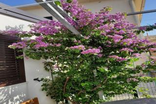 Apartments Sea Eyes - Two Bedroom Apartment with Terrace and Sea View - 8