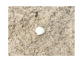 Holiday home in Zingst with swimming pool - 4