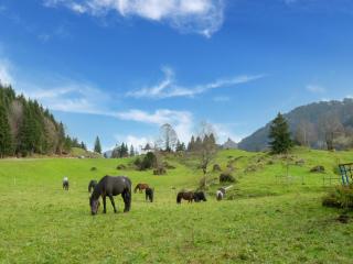 Dog-friendly holiday apartment in Bregenzerwald - 7