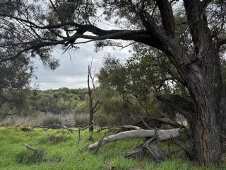 Greenview on Herdsman - 5