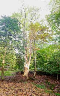 Three Trees Retreat - 2